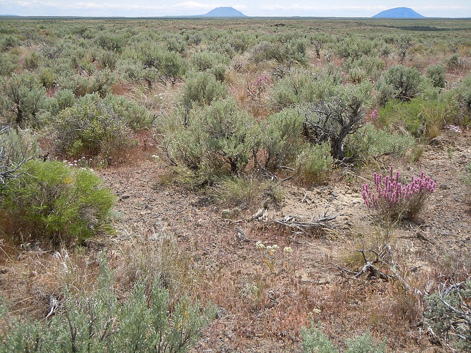 Chrysothamnus viscidiflorus (Yellow Rabbitbrush) (alternate view 7)