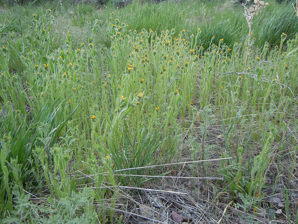 Amsinckia menziesii (Common Fiddleneck) (alternate view 3)