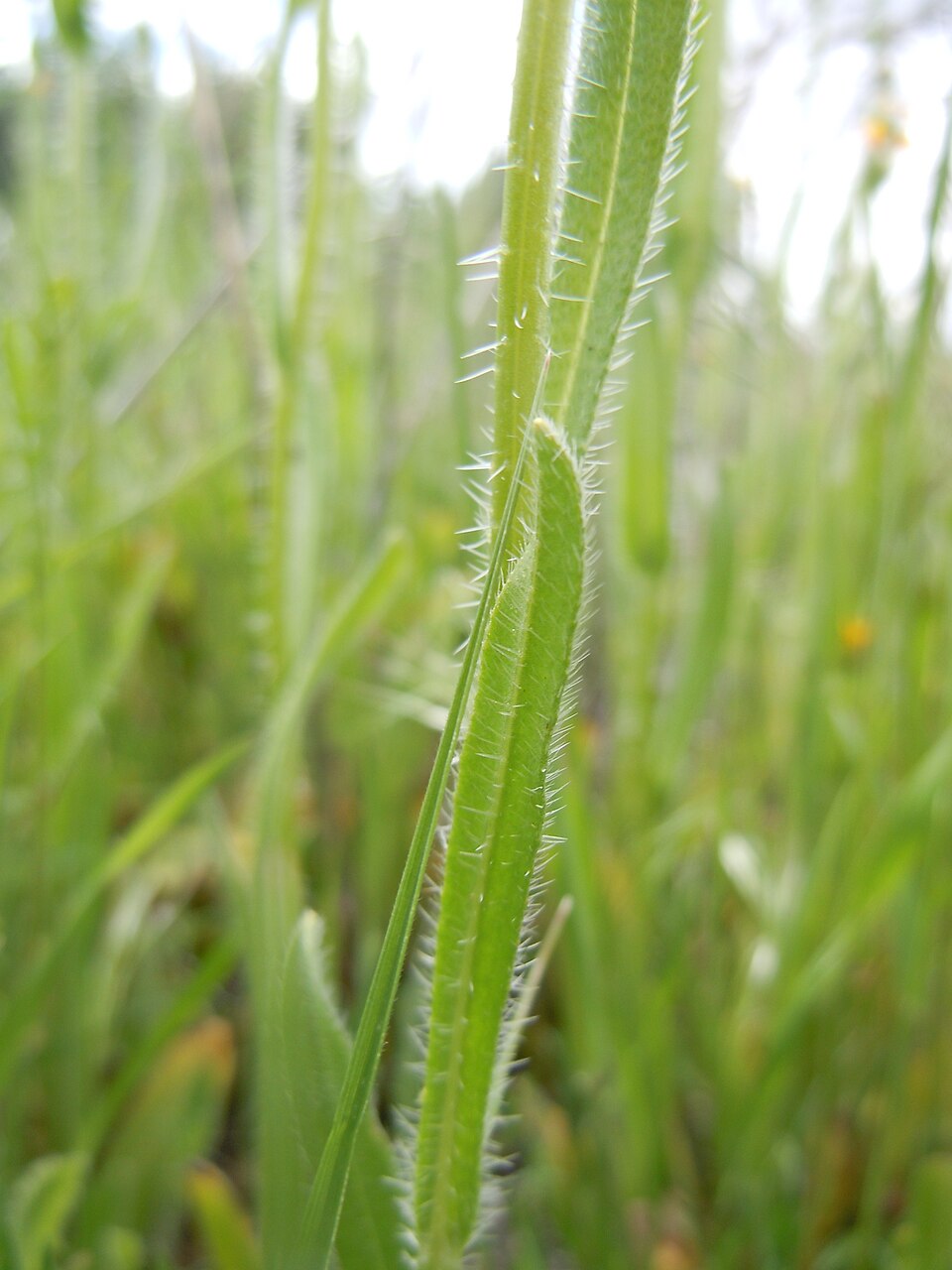 Amsinckia menziesii (Common Fiddleneck) (alternate view 4)