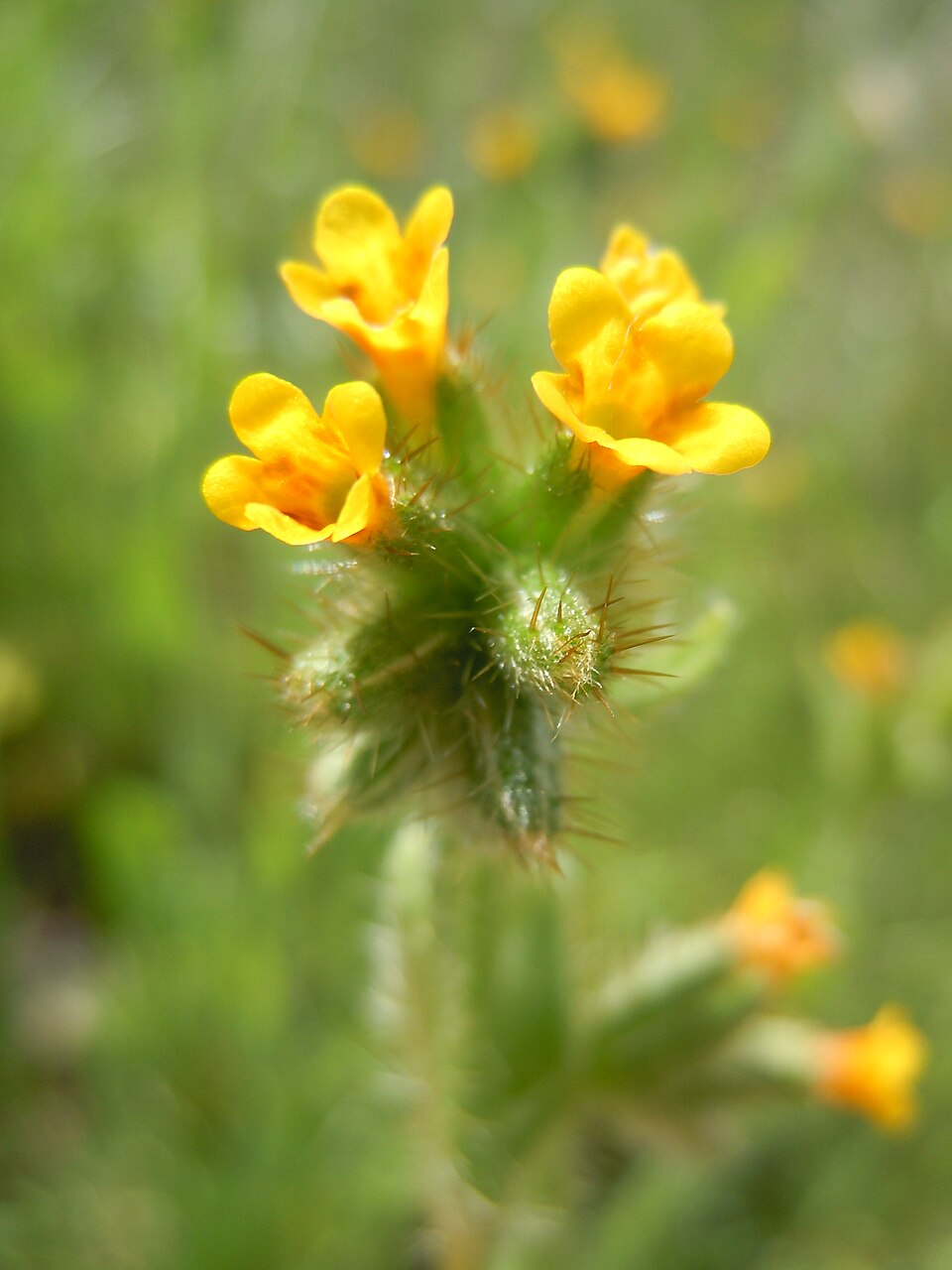 Amsinckia menziesii (Common Fiddleneck) (alternate view 5)