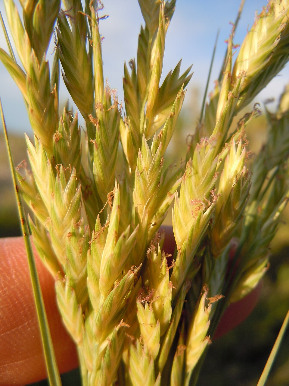 Distichlis spicata (Saltgrass) (alternate view 8)