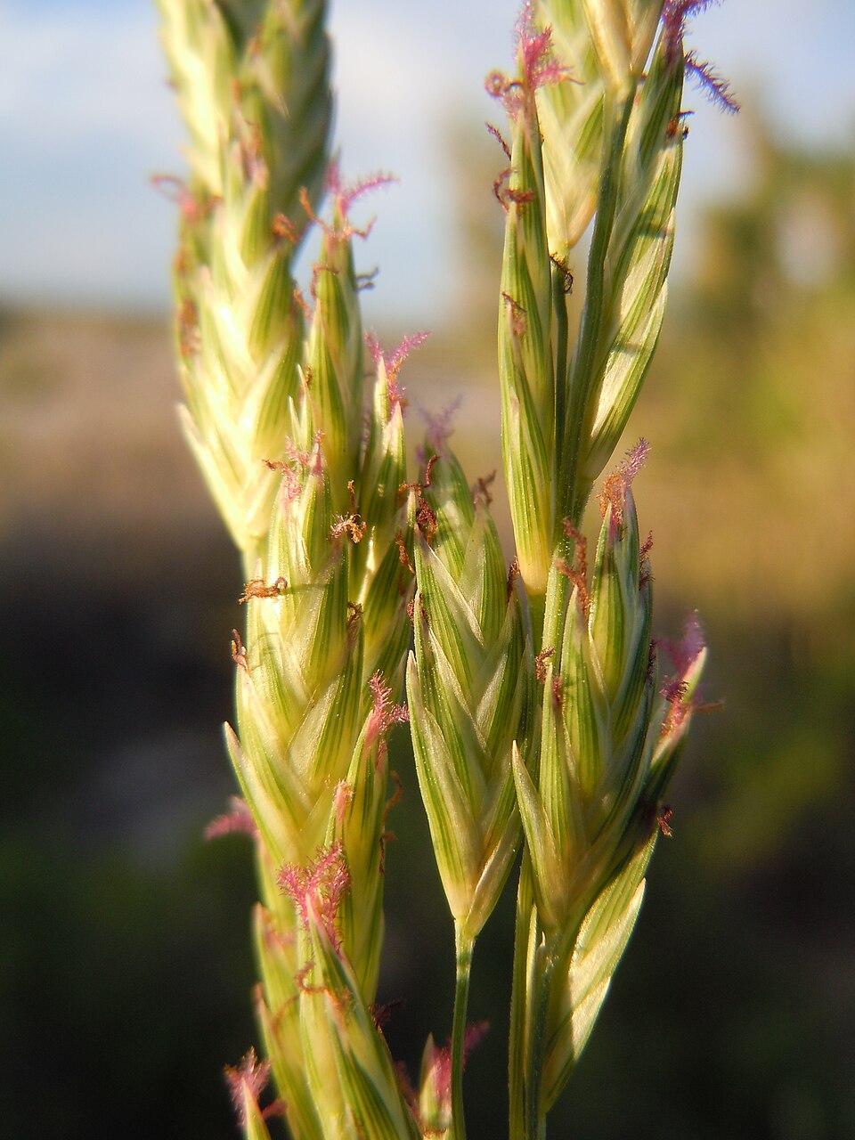 Distichlis spicata (Saltgrass) (alternate view 9)