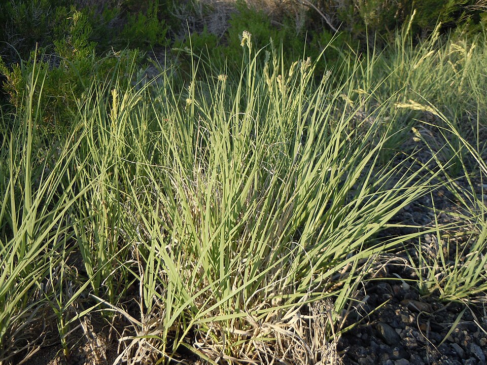 Distichlis spicata (Saltgrass) (alternate view 10)