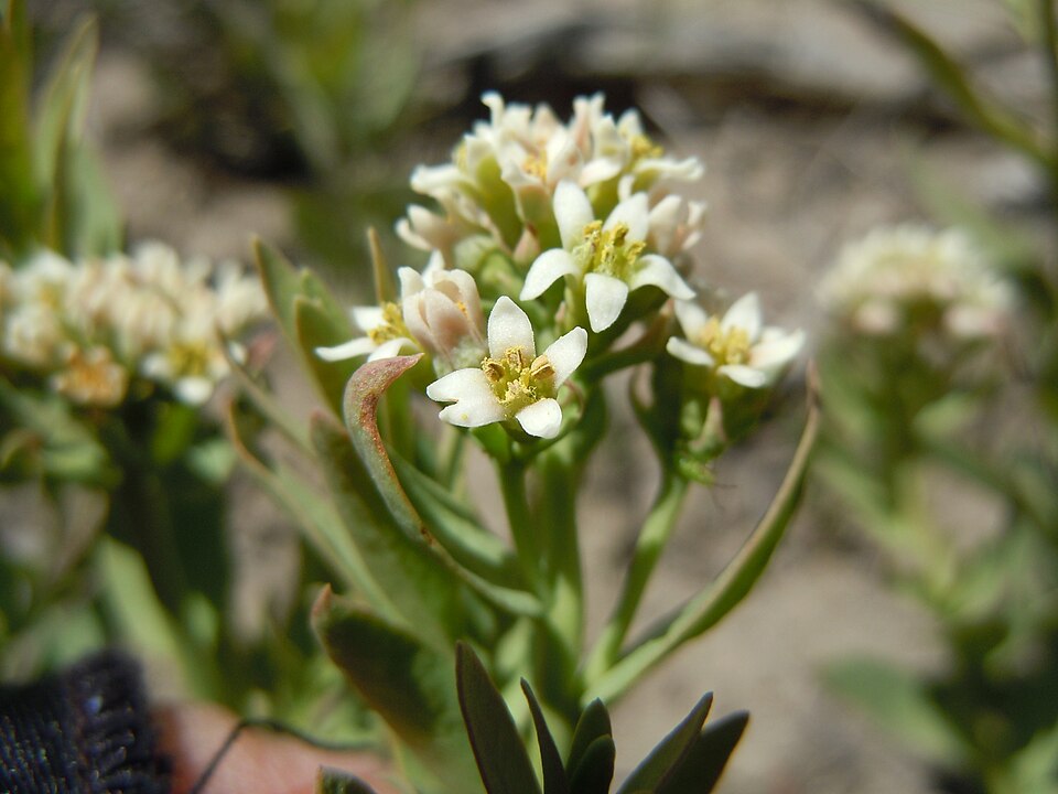 Comandra umbellata (bastard toadflax) (alternate view 4)