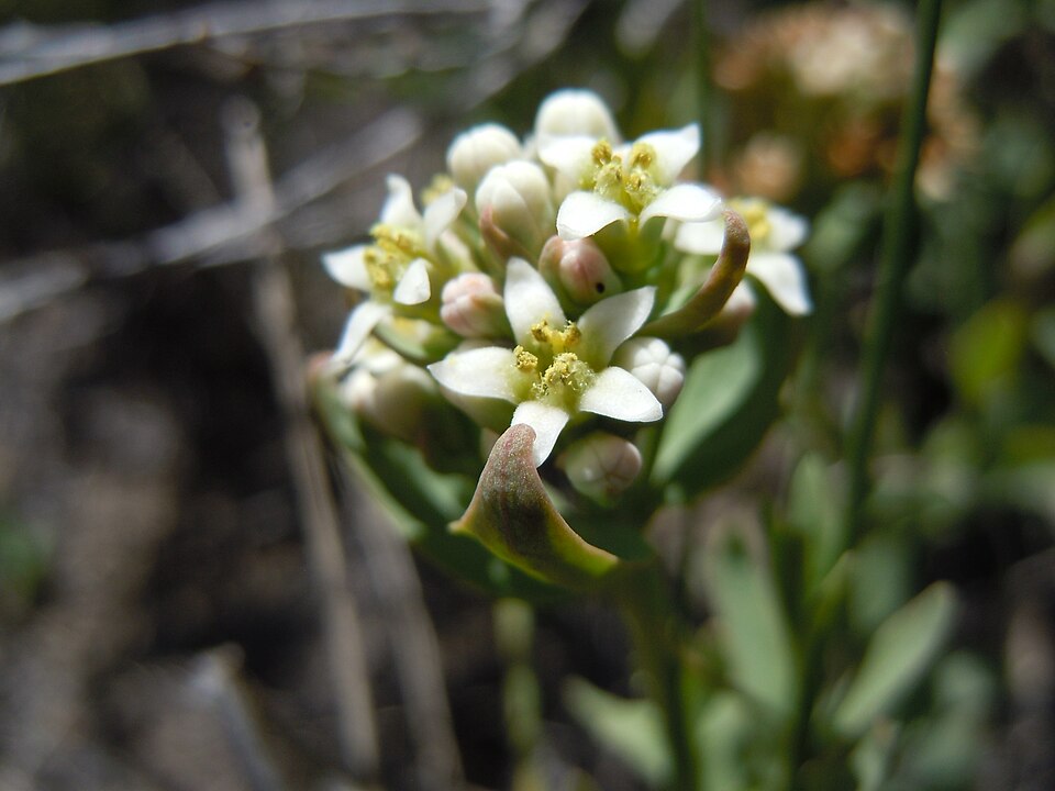 Comandra umbellata (bastard toadflax) (alternate view 5)