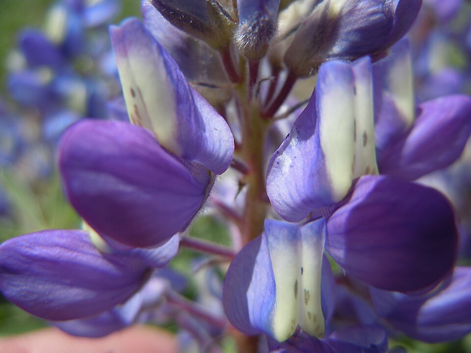 Lupinus argenteus (silvery lupine) (alternate view 8)