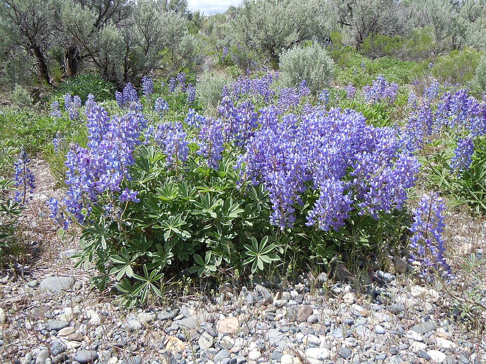 Lupinus argenteus (silvery lupine) (alternate view 9)