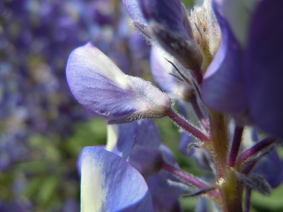Lupinus argenteus (silvery lupine) (alternate view 10)