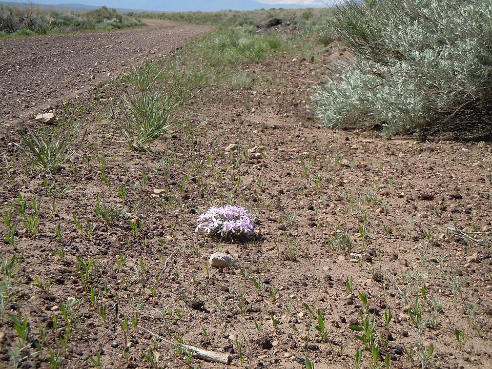 Phlox longifolia (Longleaf Phlox) (alternate view 7)