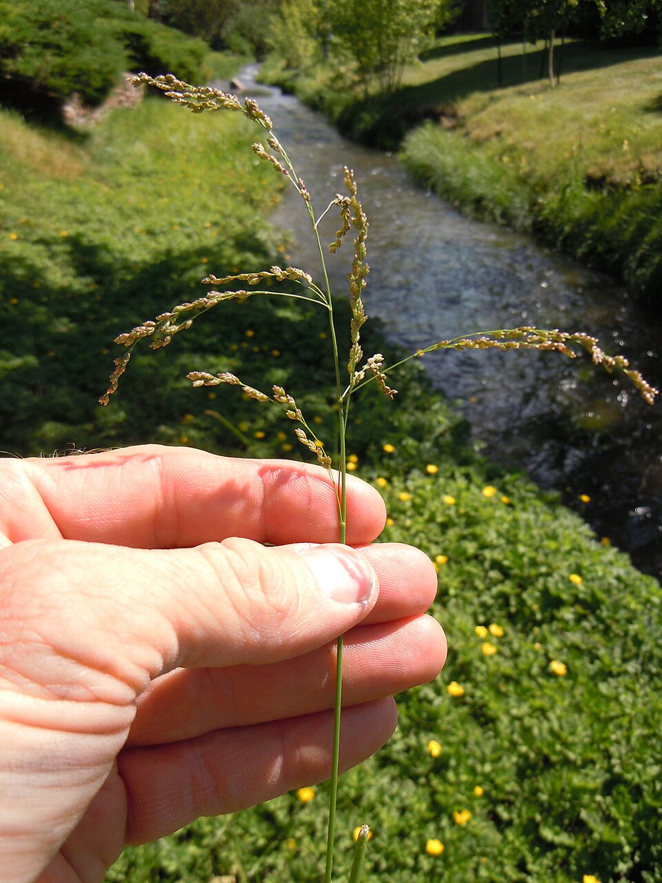 Glyceria elata (tall mannagrass) (alternate view 6)