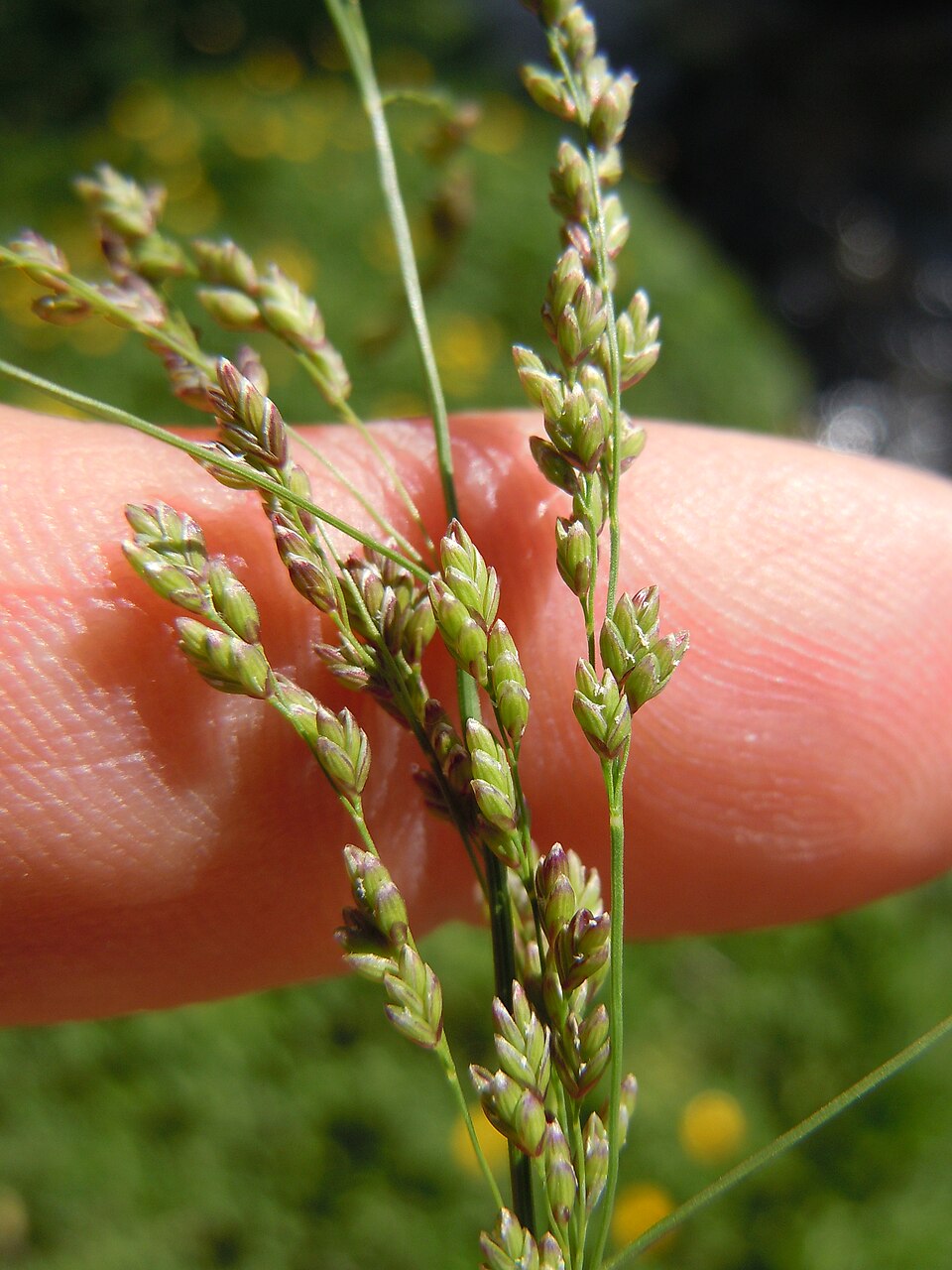 Glyceria elata (tall mannagrass) (alternate view 7)