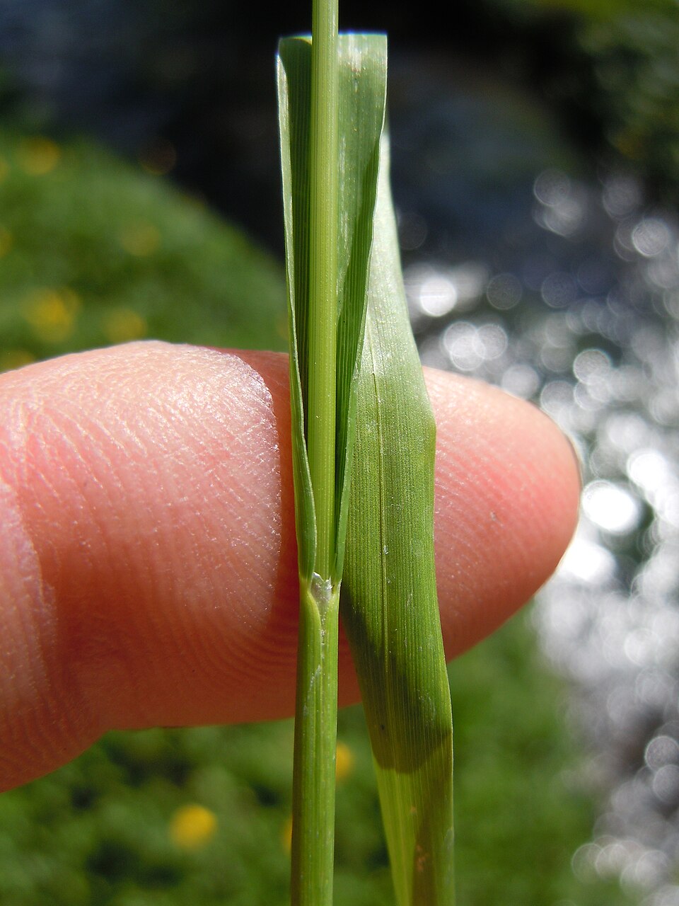 Glyceria elata (tall mannagrass) (alternate view 8)