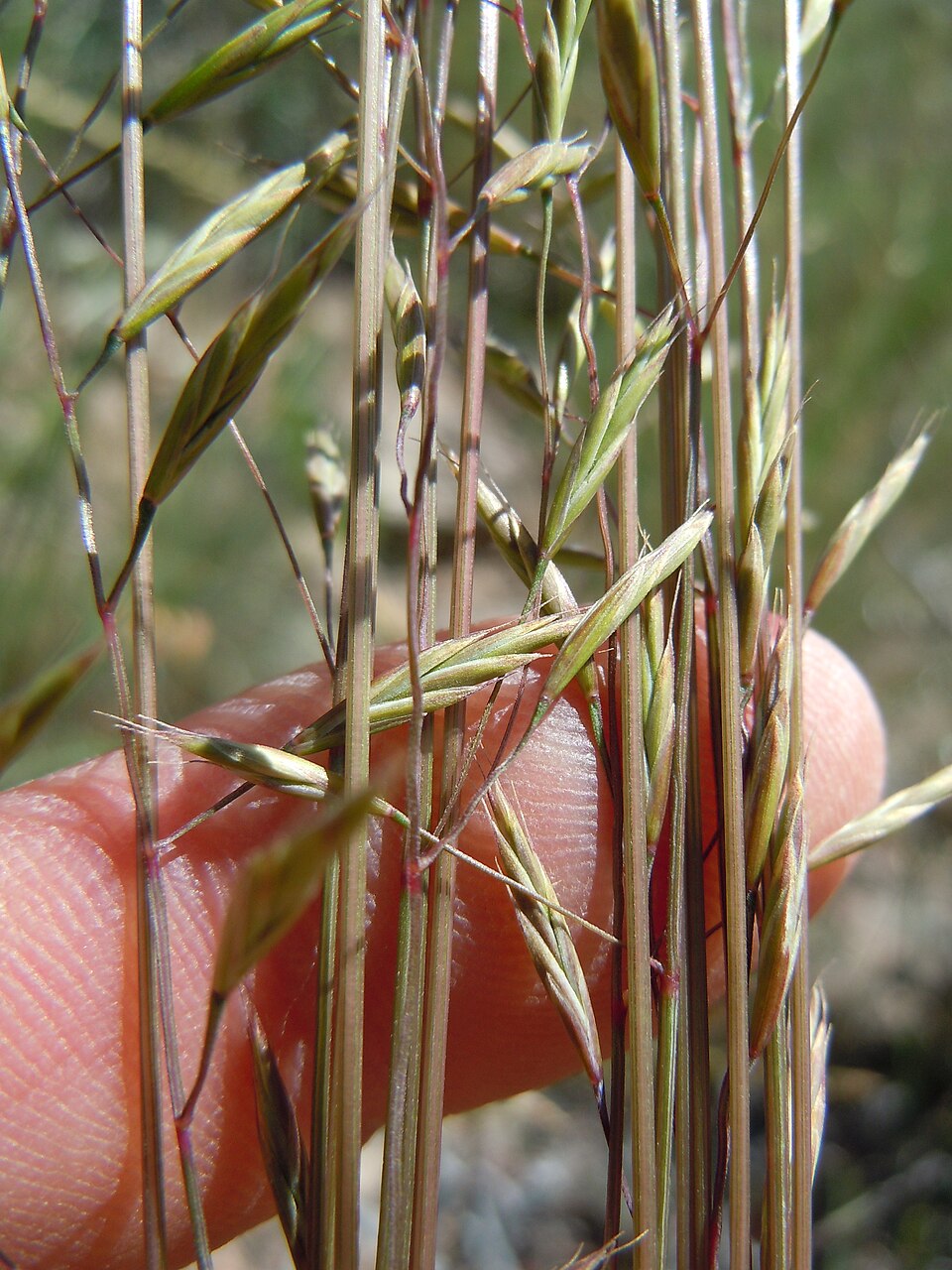 Festuca idahoensis (Idaho fescue) (alternate view 6)