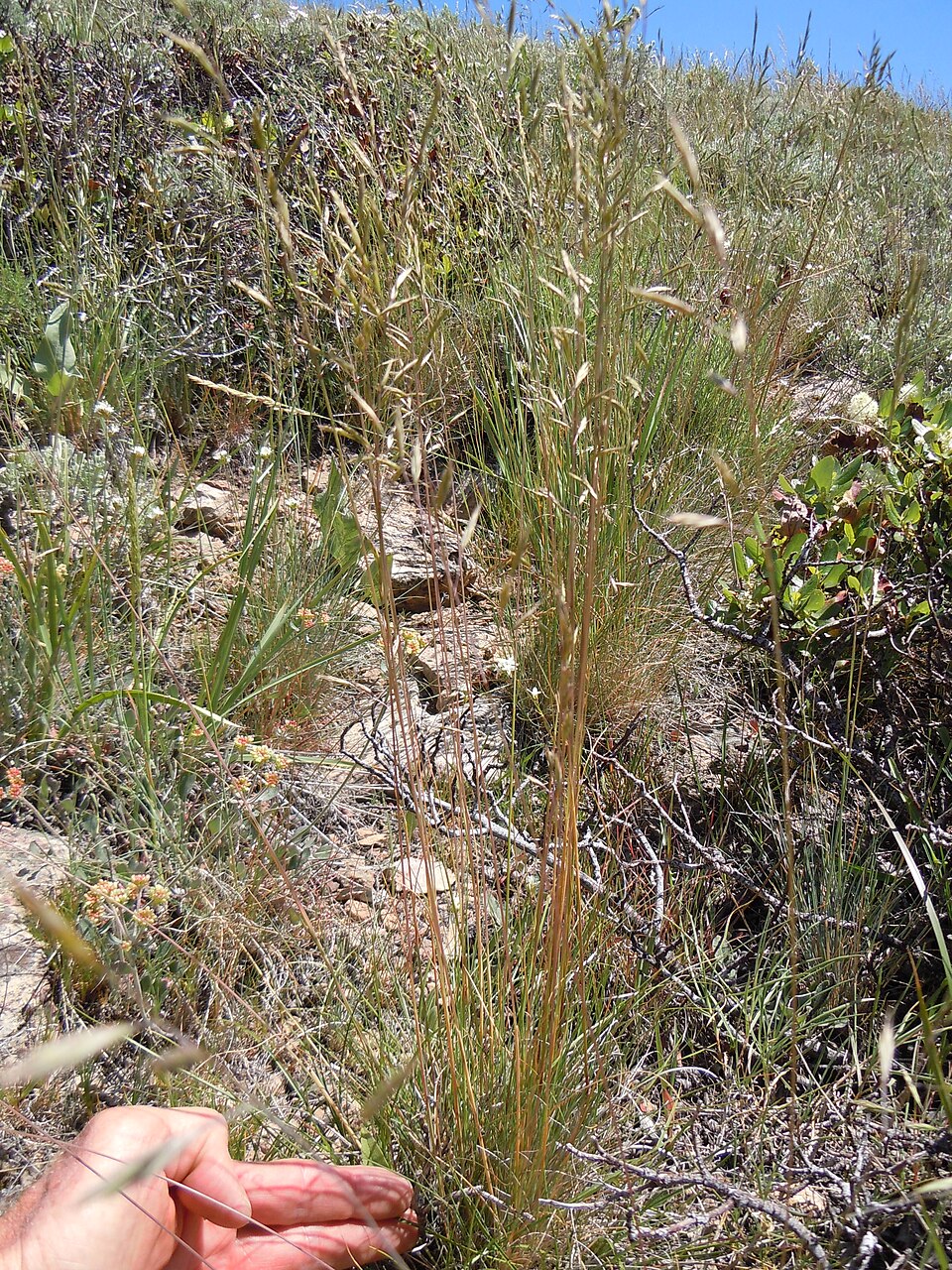 Festuca idahoensis (Idaho fescue) (alternate view 8)
