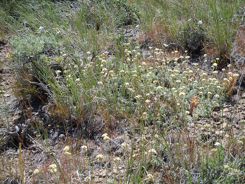 Antennaria microphylla (Rosy Pussytoes) (alternate view 6)