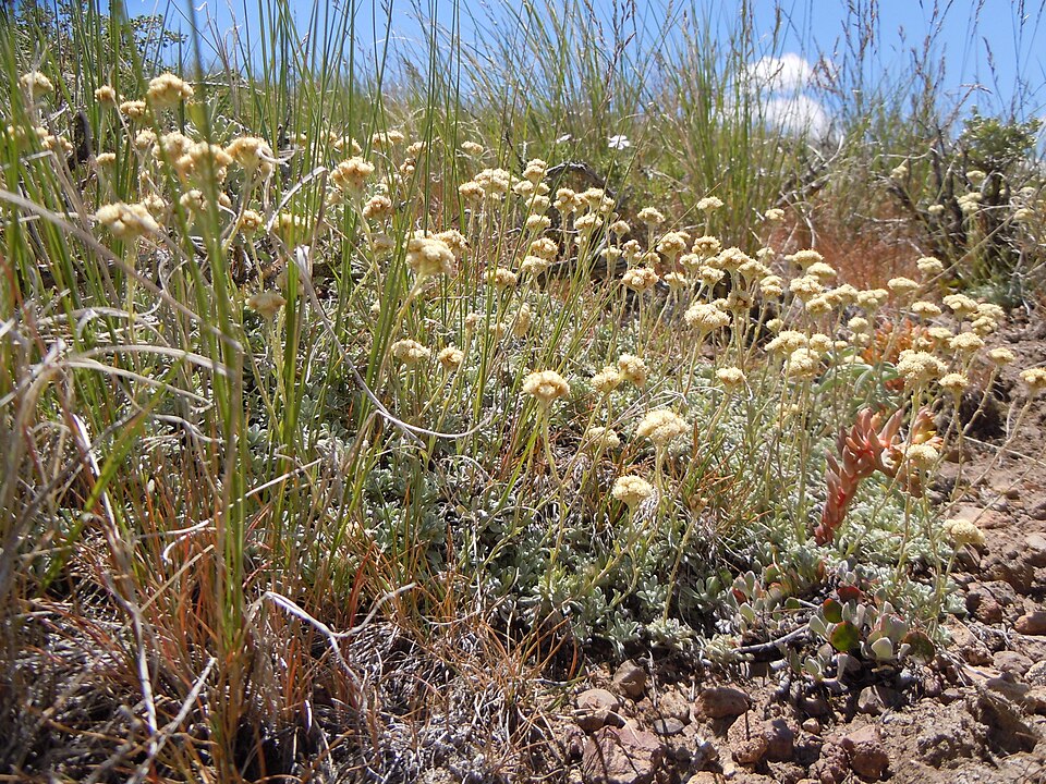 Antennaria microphylla (Rosy Pussytoes) (alternate view 7)