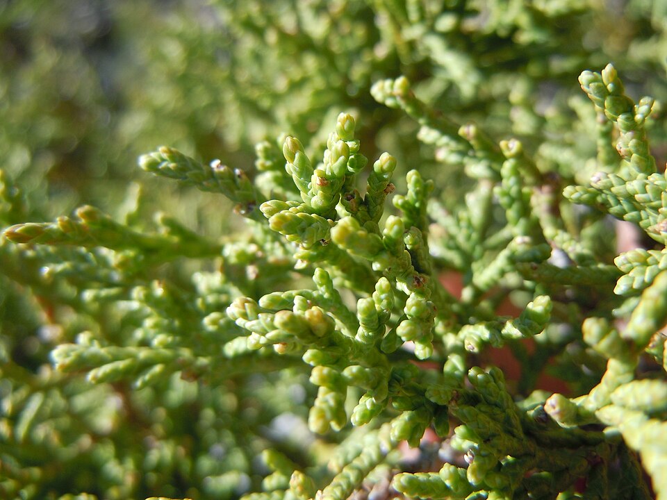 Juniperus scopulorum (Rocky Mountain Juniper) (alternate view 6)