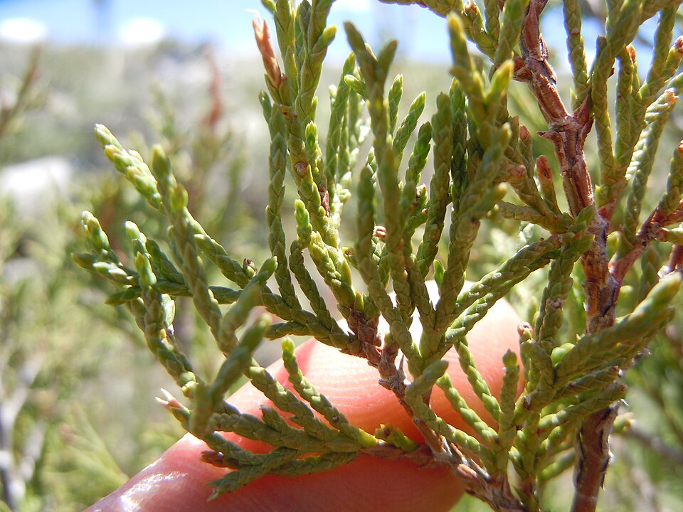 Juniperus scopulorum (Rocky Mountain Juniper) (alternate view 7)
