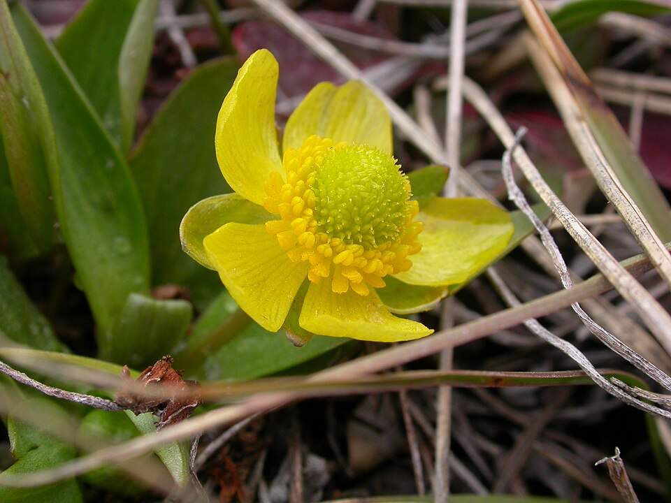 Ranunculus glaberrimus (sagebrush buttercup) (alternate view 3)