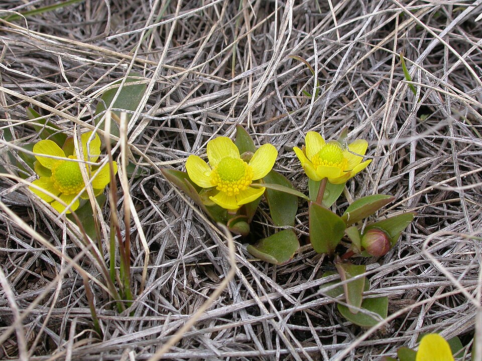 Ranunculus glaberrimus (sagebrush buttercup) (alternate view 4)