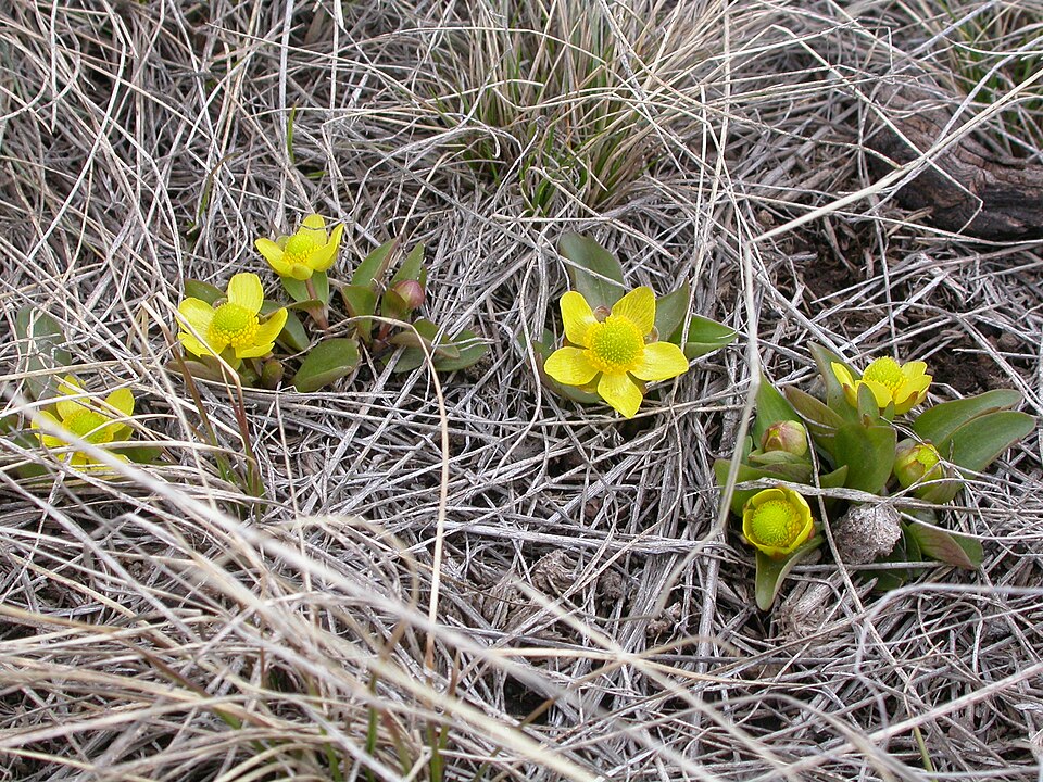Ranunculus glaberrimus (sagebrush buttercup) (alternate view 5)