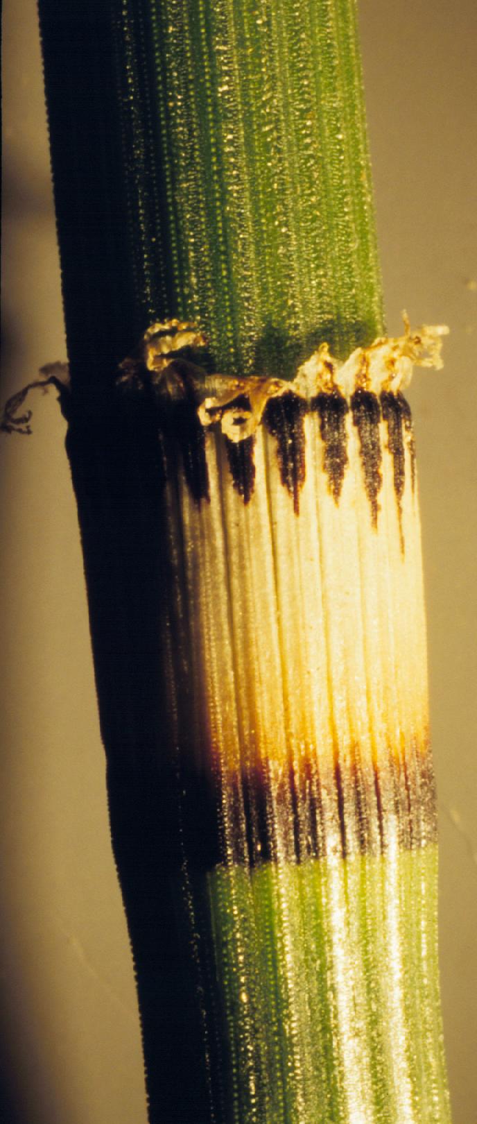 Equisetum laevigatum (smooth horsetail) (alternate view 2)