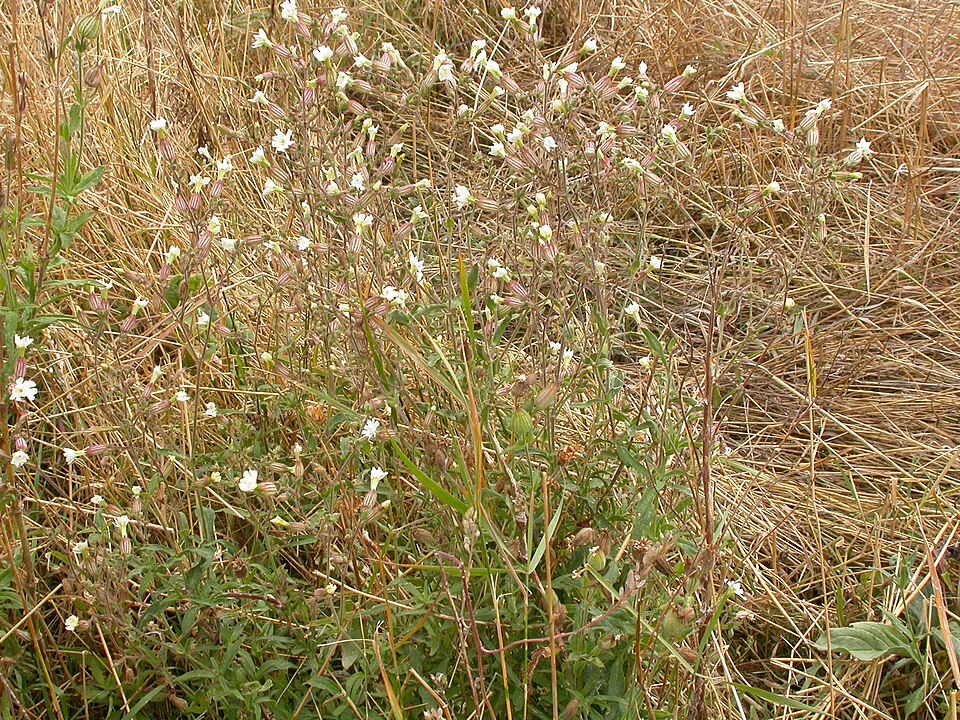 Silene latifolia (white campion)