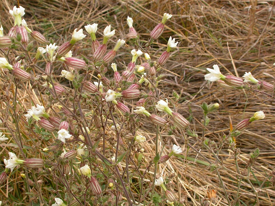 Silene latifolia (white campion)