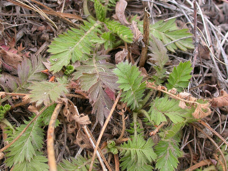 Geum triflorum (Prairie Smoke) (alternate view 10)