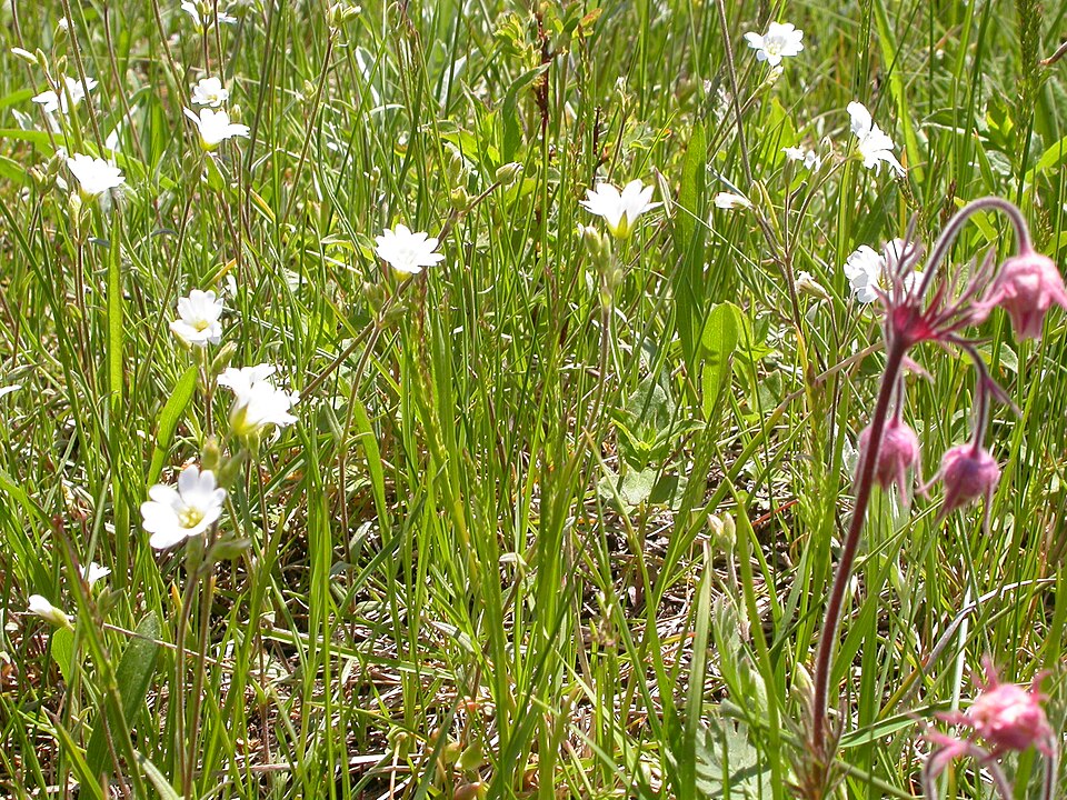 Cerastium arvense (field chickweed)