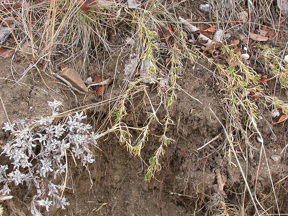 Cerastium arvense (field chickweed)