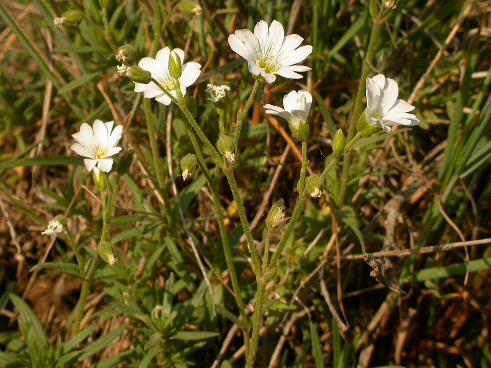 Cerastium arvense (field chickweed)