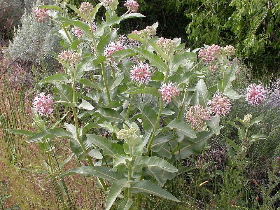 Asclepias speciosa (Showy Milkweed) (alternate view 7)
