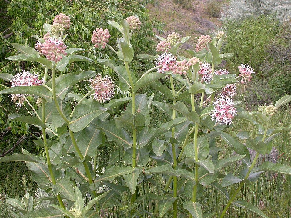 Asclepias speciosa (Showy Milkweed) (alternate view 8)