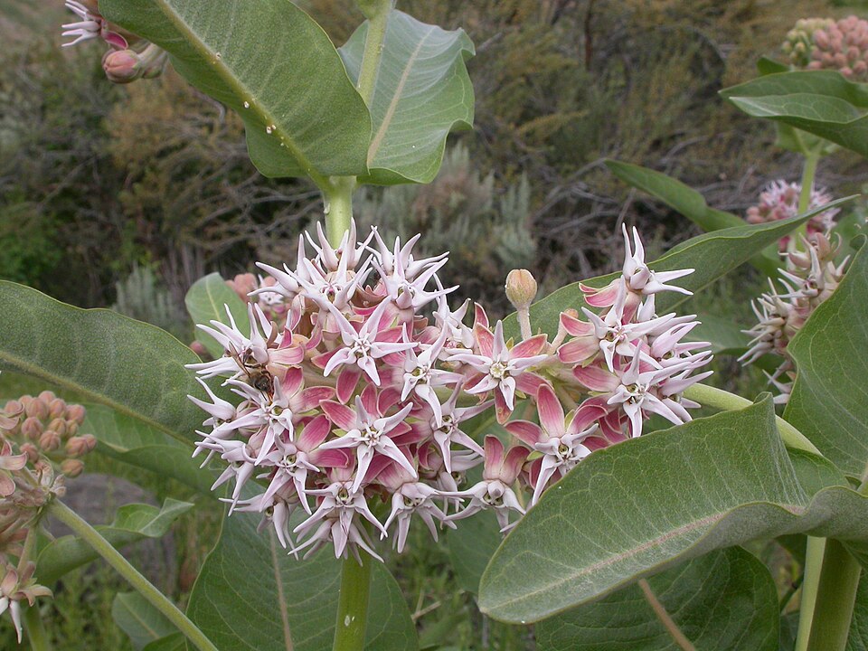 Asclepias speciosa (Showy Milkweed) (alternate view 9)