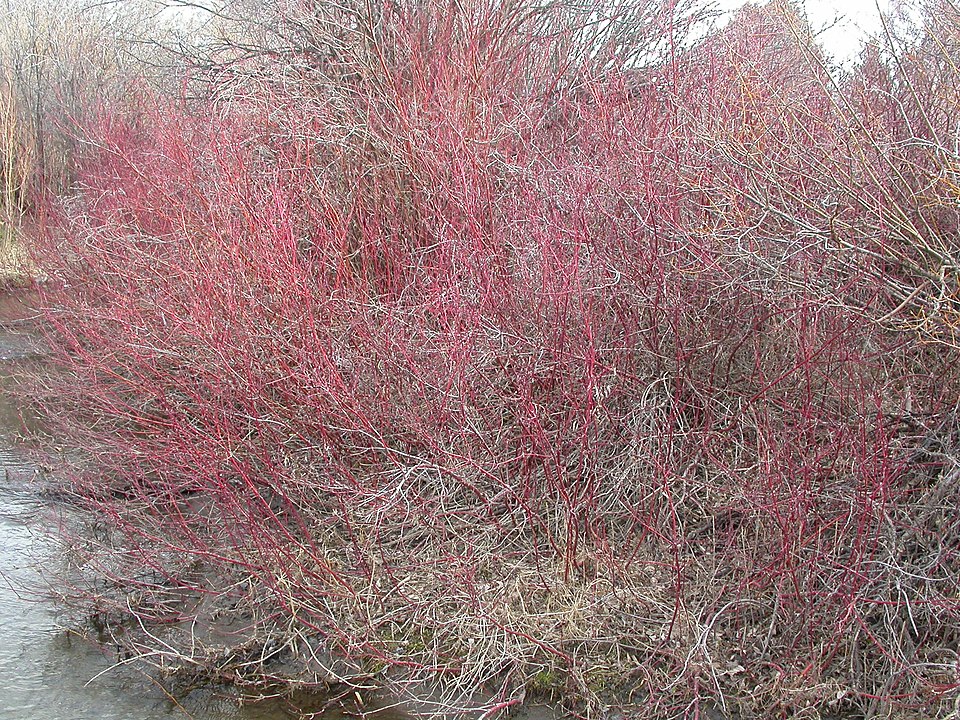 Cornus sericea (red twig dogwood, red osier) (alternate view 3)