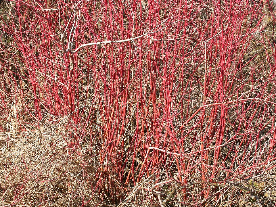 Cornus sericea (red twig dogwood, red osier) (alternate view 4)