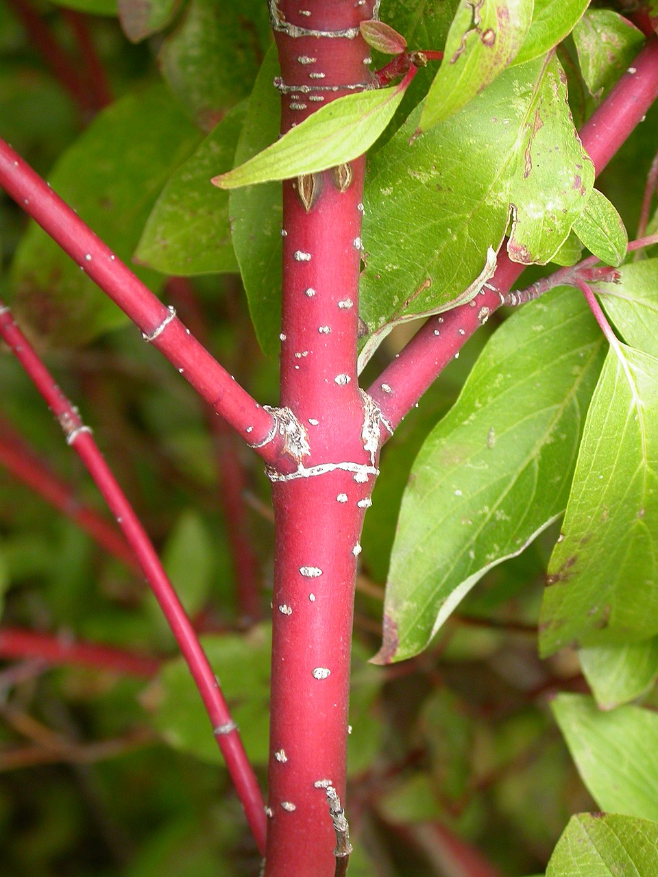 Cornus sericea (red twig dogwood, red osier) (alternate view 5)