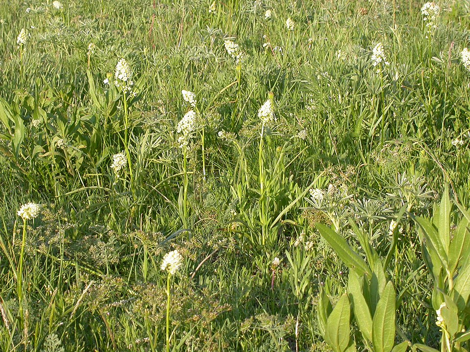 Toxicoscordion venenosum (Meadow Deathcamas) (alternate view 7)
