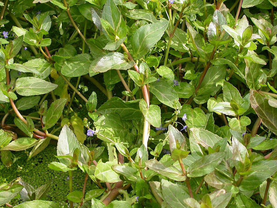 Veronica americana (American brooklime) (alternate view 9)