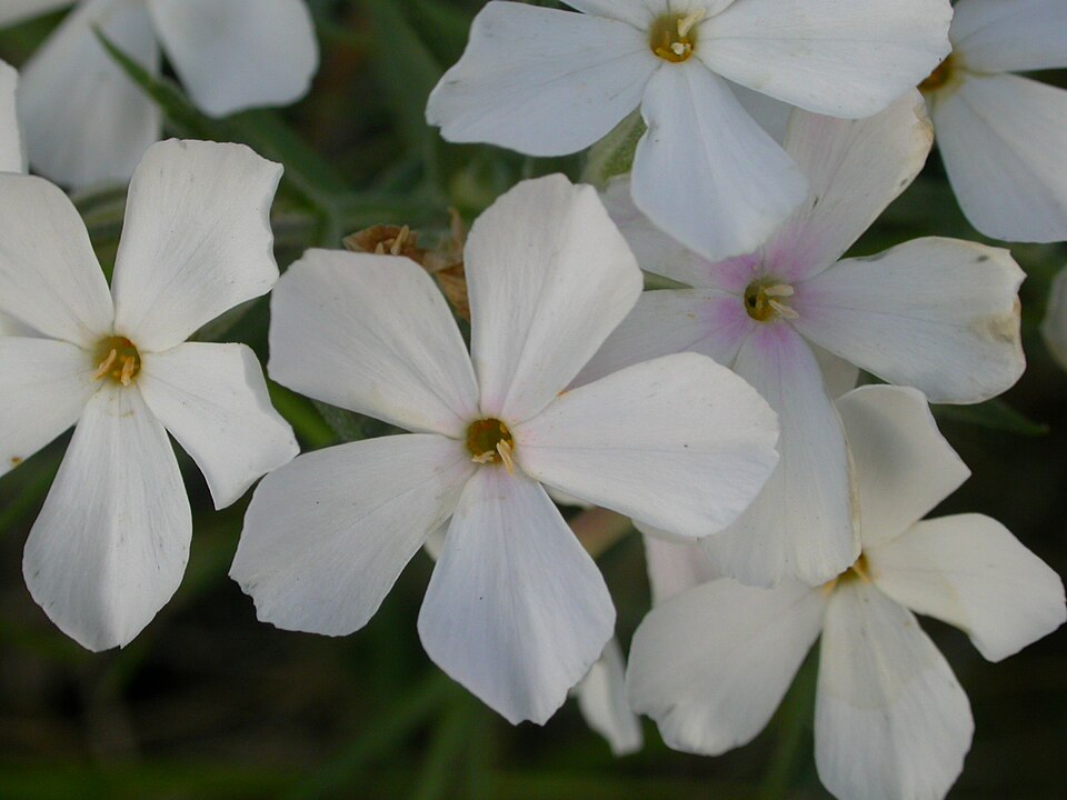 Phlox longifolia (Longleaf Phlox) (alternate view 10)