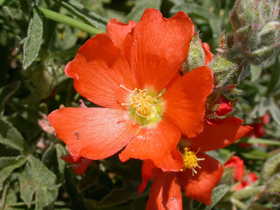 Sphaeralcea coccinea (Scarlet Globemallow) (alternate view 6)