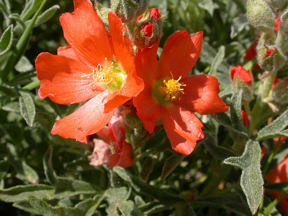 Sphaeralcea coccinea (Scarlet Globemallow) (alternate view 7)