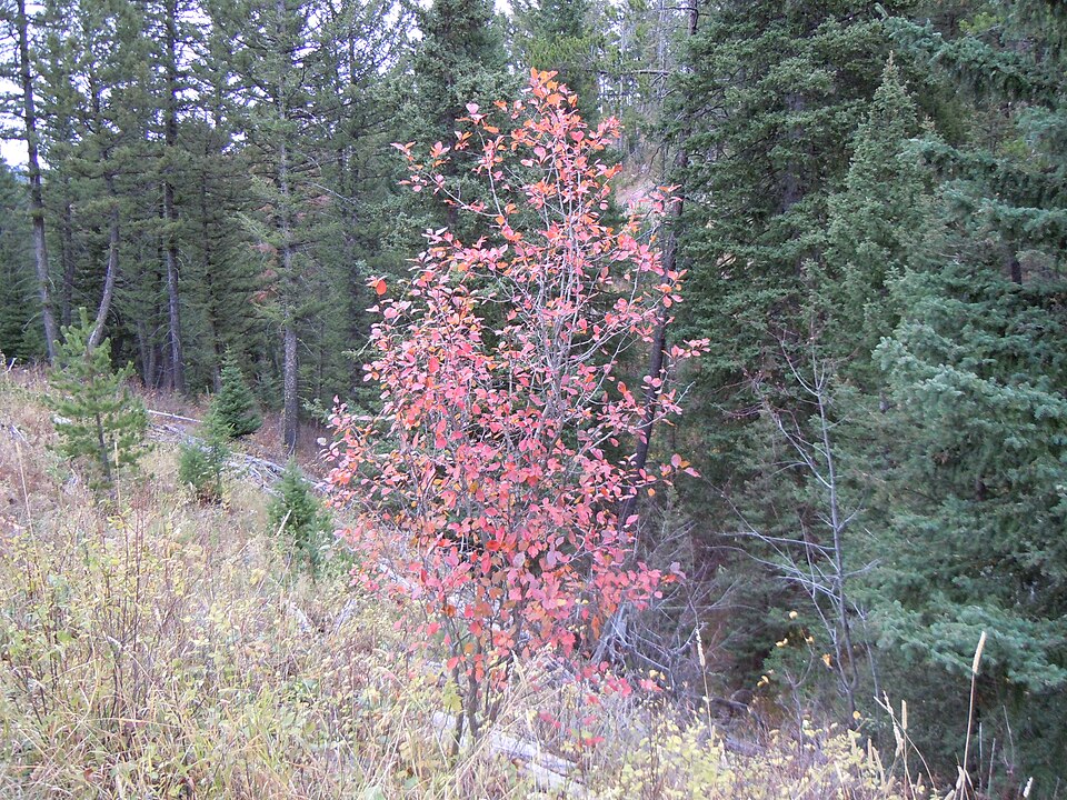 Crataegus douglasii (Black Hawthorn) (alternate view 9)