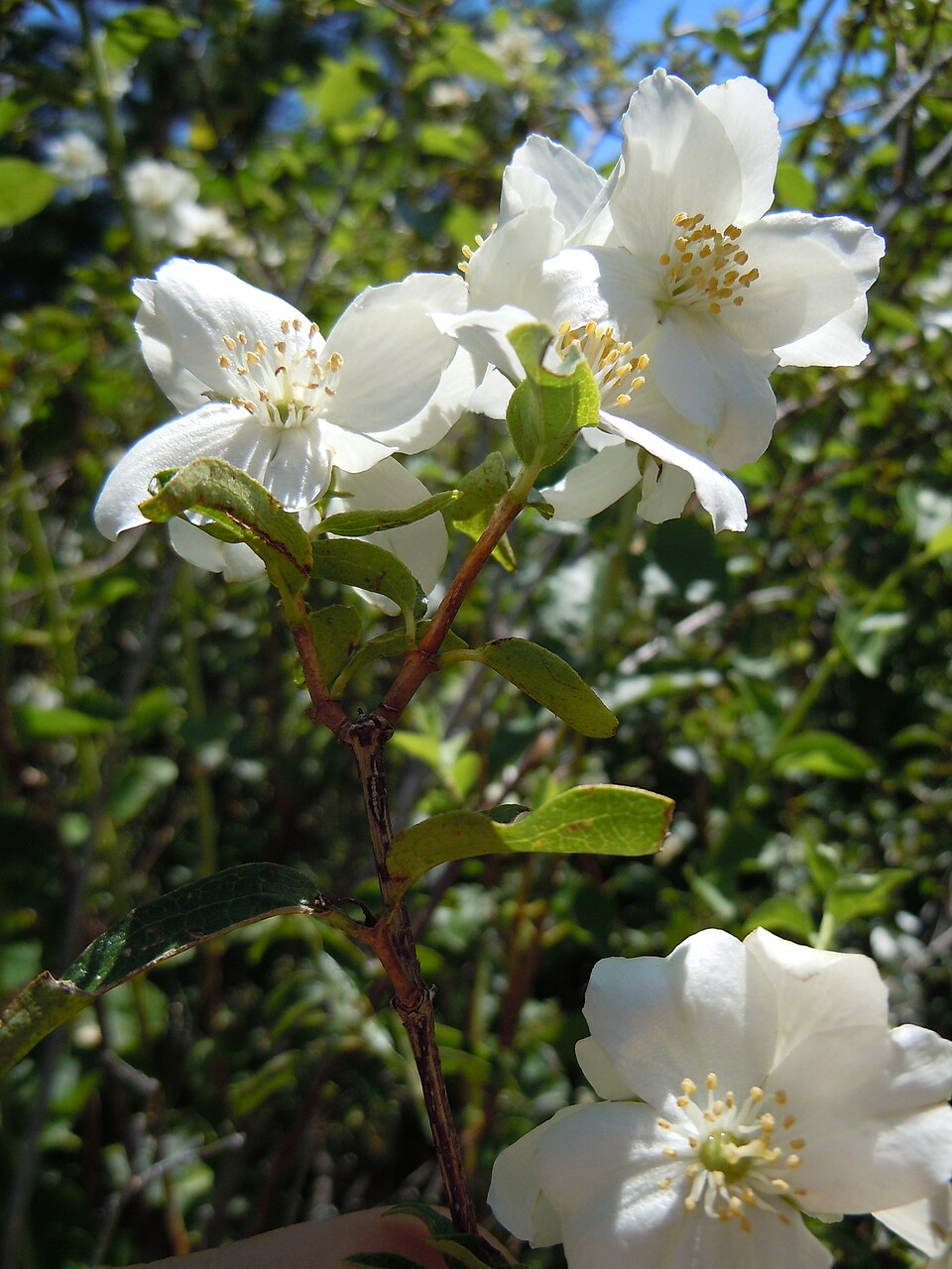 Philadelphus lewisii (Lewis' Mock Orange) (alternate view 10)