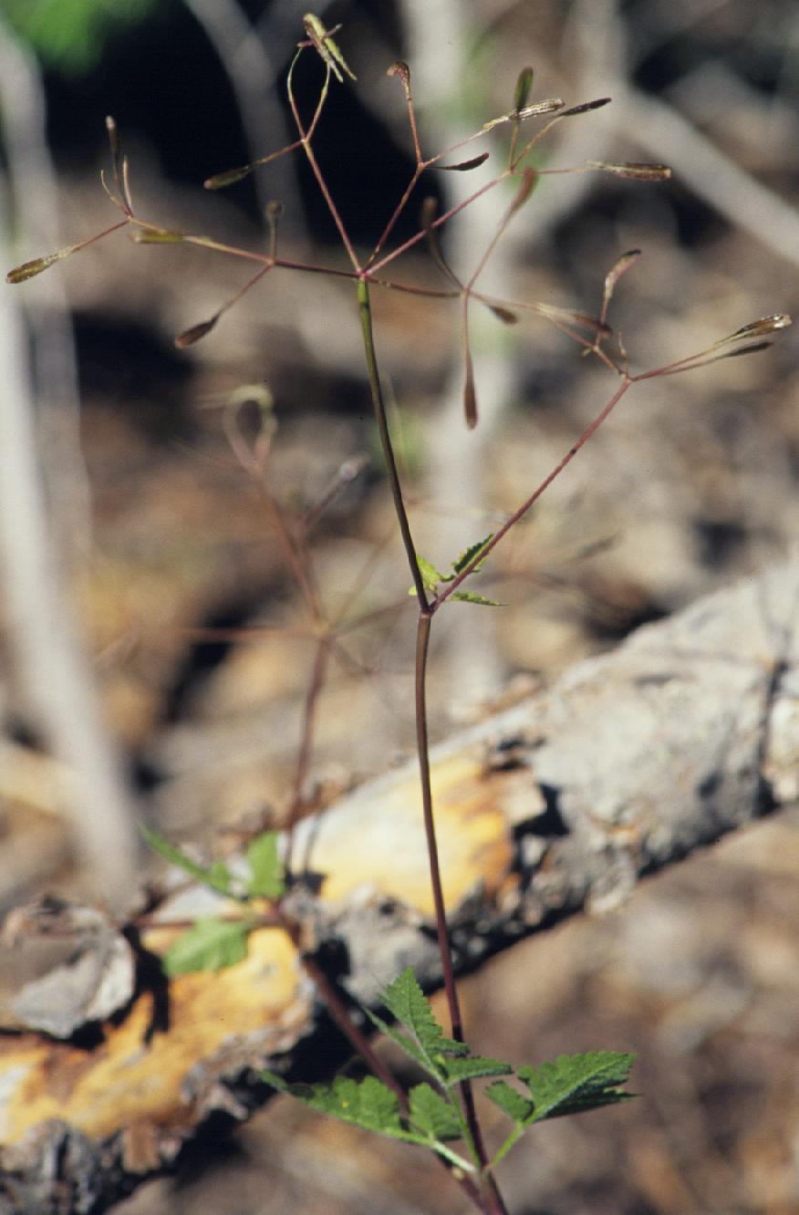 Osmorhiza berteroi (mountain sweet cicely) (alternate view 8)