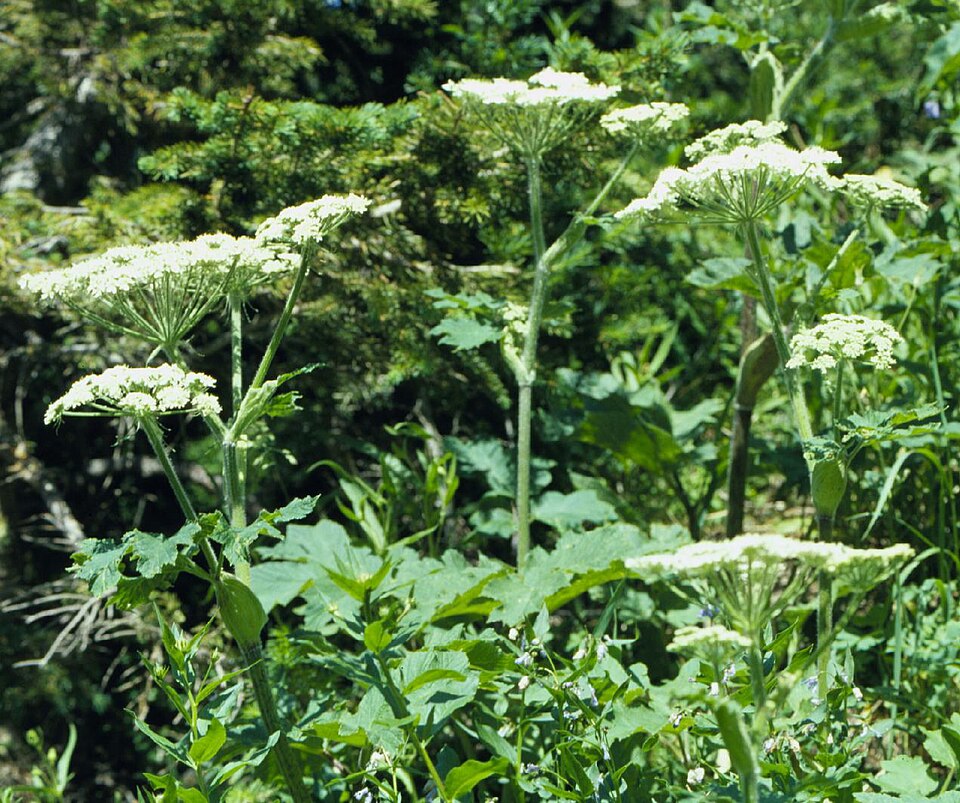 Heracleum sphondylium (hogweed)