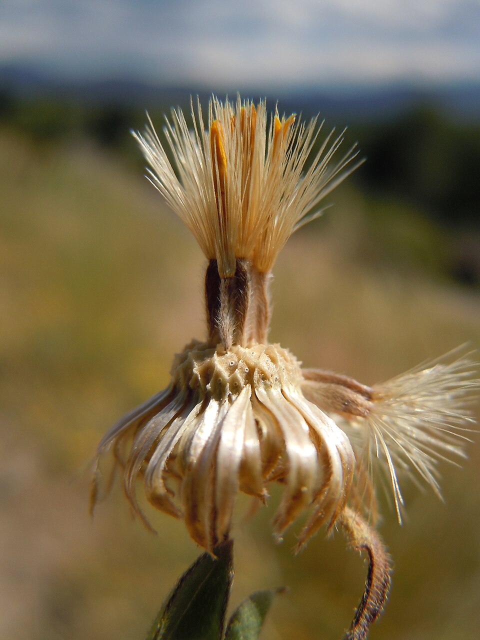Heterotheca villosa (Hairy Gold Aster) (alternate view 8)