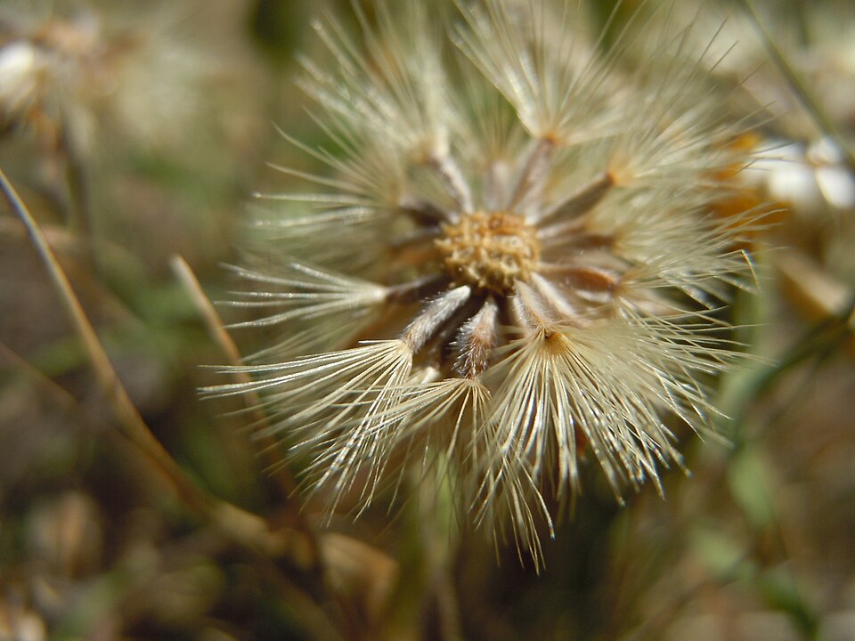 Heterotheca villosa (Hairy Gold Aster) (alternate view 9)