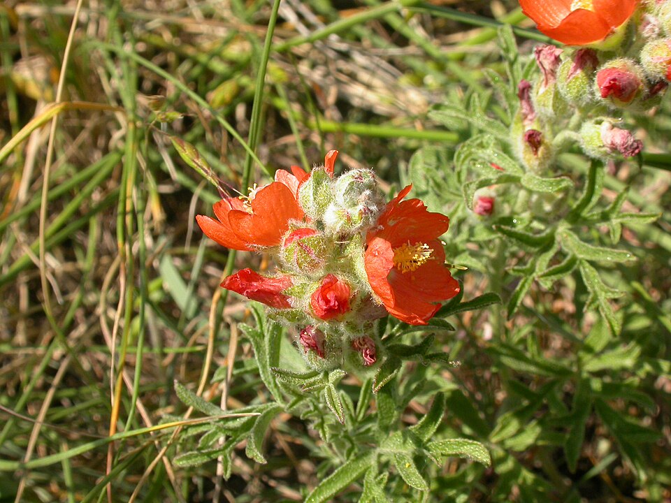 Sphaeralcea coccinea (Scarlet Globemallow) (alternate view 8)